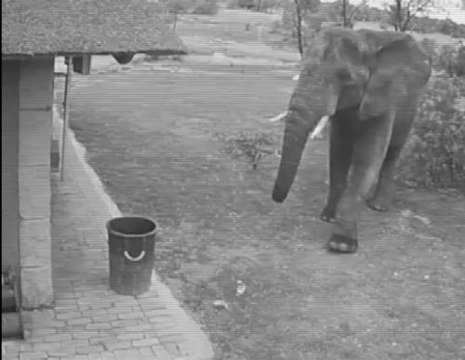 Un éléphant bien plus propre que certains humains !