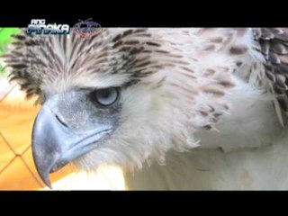 Why Pamana the Philippine eagle's death, should leave a legacy to all of us
