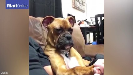 Ce chien fait tout son possible pour ne pas sombrer dans les bras de Morphée. La suite est hilarante