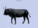 Aurochs marche AA