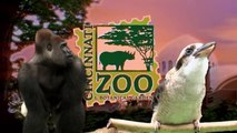 Gorillafication of Baby Gorilla Kamina Week 4 - Cincinnati Zoo
