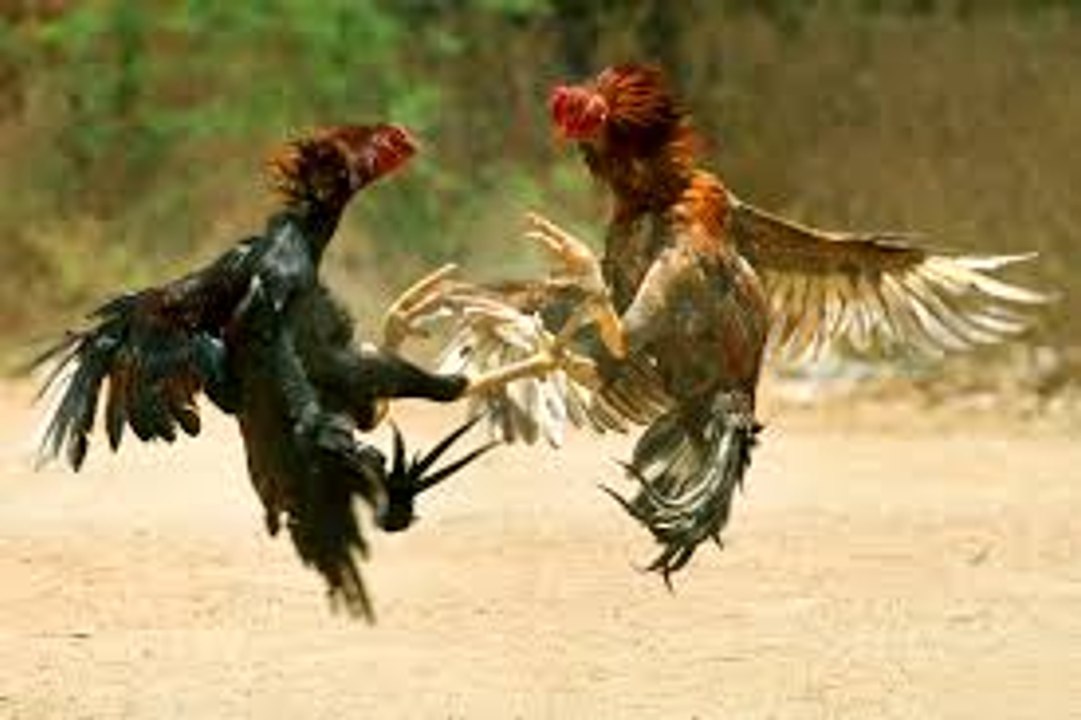 rooster fight