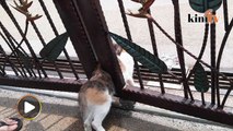 Kucing tersepit pagar 'satukan' bangsa Malaysia