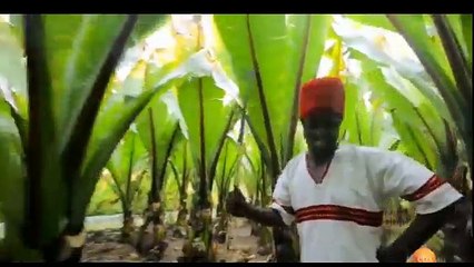 EBS Musika by Micky Alem 31 January 2017