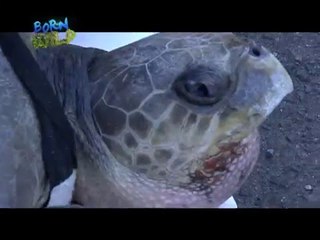 Doc Nielsen, tumulong sa pagsagip sa isang pawikan | Born to be Wild