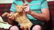 Videos engraçados Cachorros e gatos ( Funny Cat and Dog Dancing )