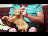 Videos engraçados Cachorros e gatos ( Funny Cat and Dog Dancing )