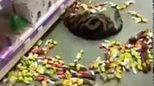 Ce chat s’échappe de chez lui et sème la zizanie dans un magasin pour animaux (1)
