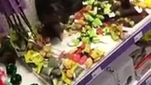 Ce chat s’échappe de chez lui et sème la zizanie dans un magasin pour animaux(2)