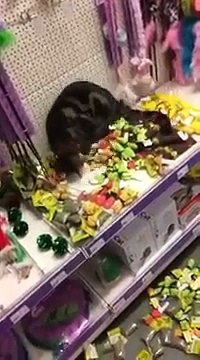 Ce chat s’échappe de chez lui et sème la zizanie dans un magasin pour animaux(2)