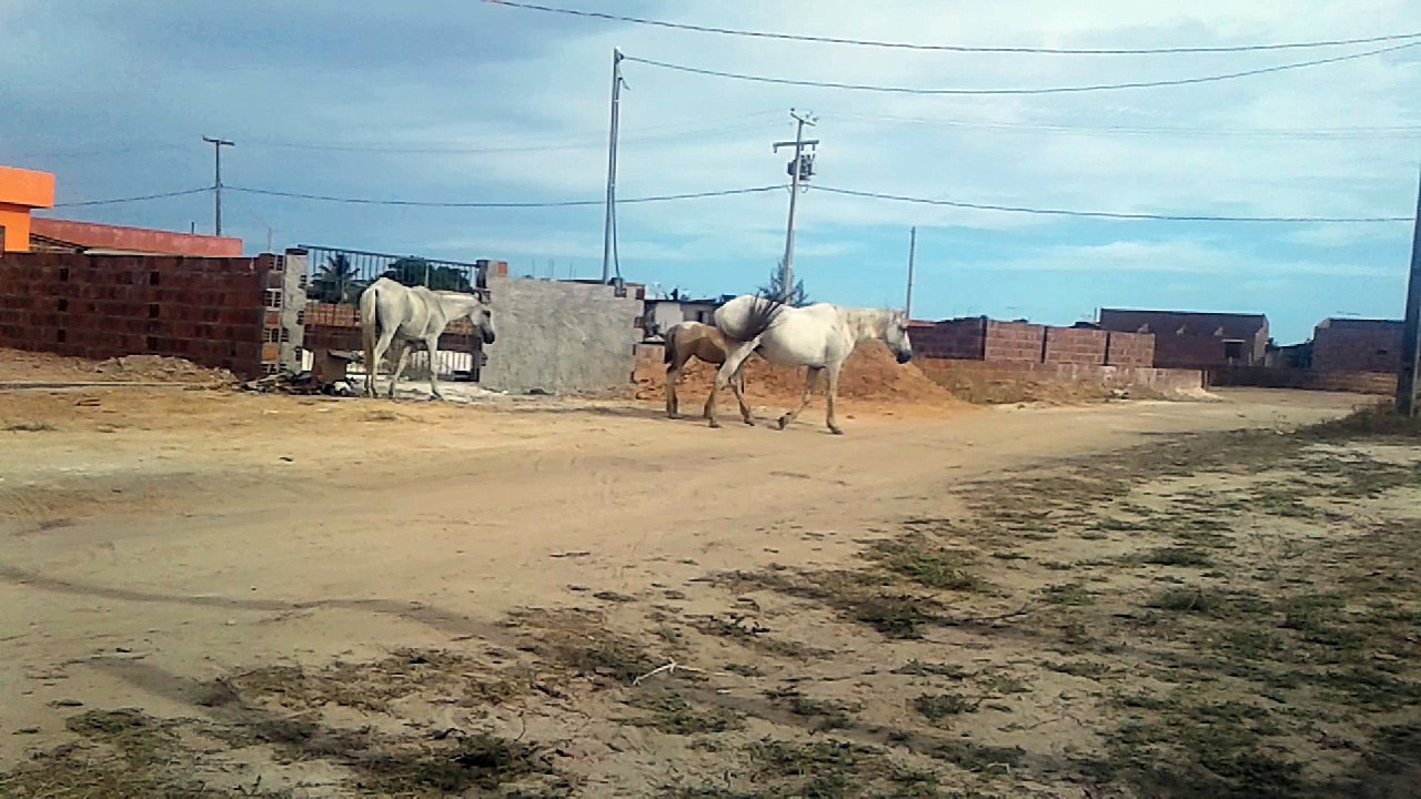 Cavalinhos Parte 02