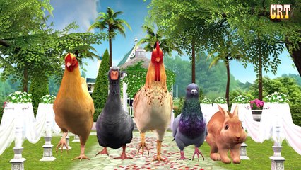 Hen & Duck Finger Family - Animals Nursery Rhymes By Children Rhymes Tv