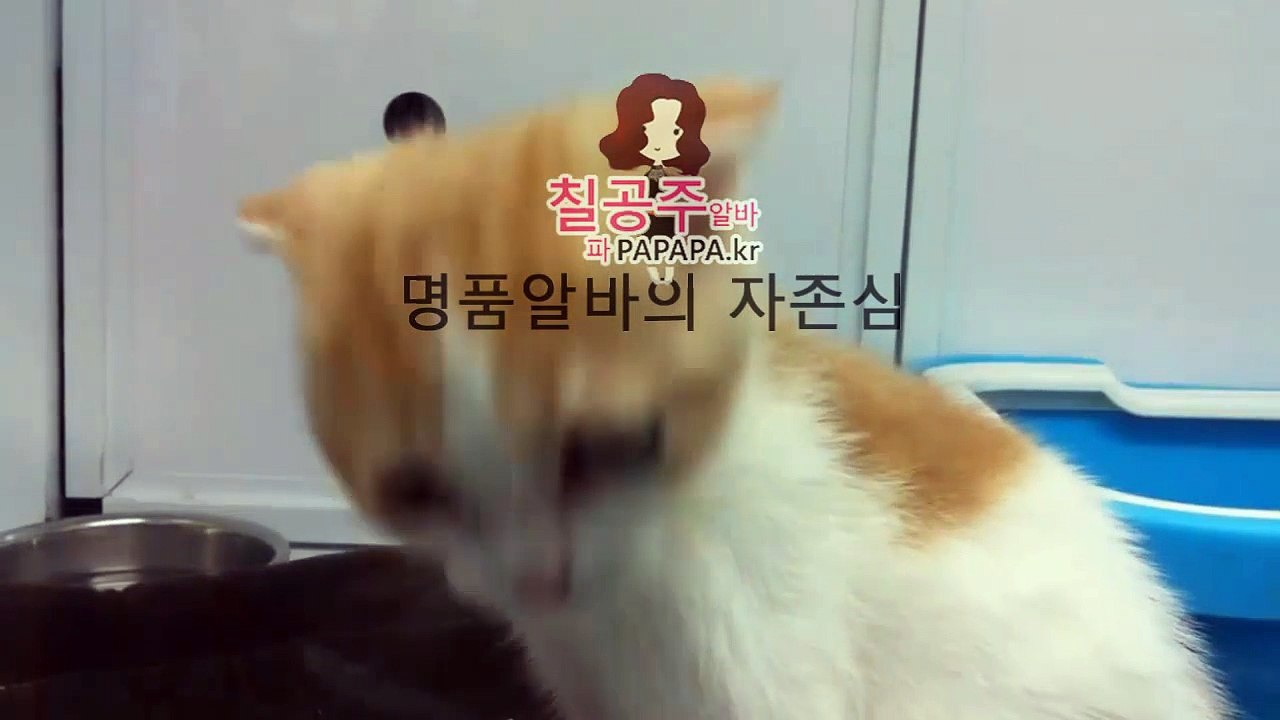 여우알바 바로가기는 칠공주알바와 함께 유흥구인구직의 자존심
