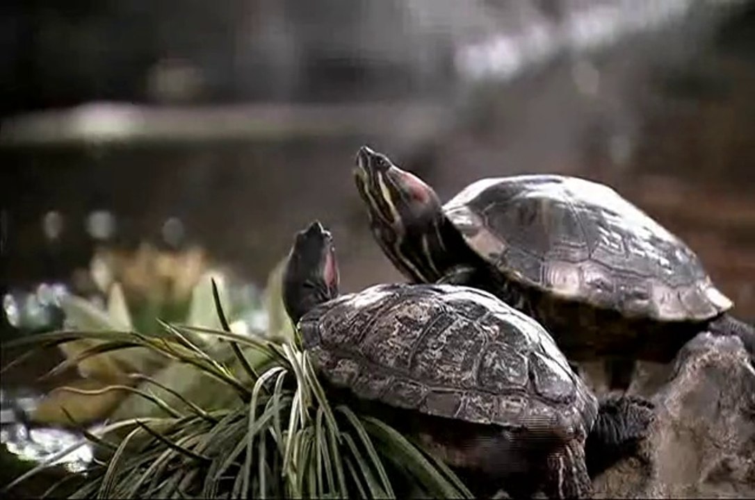 Cute Animals