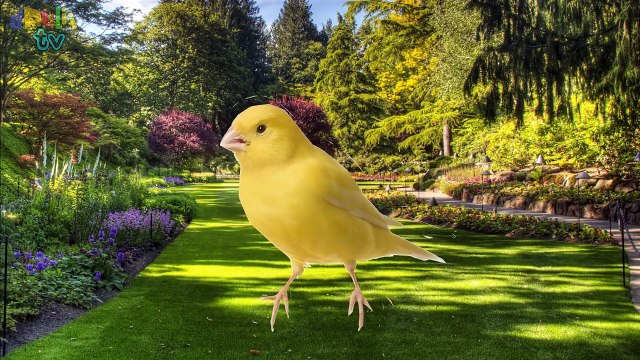 Lear Animals | Birds names and sounds for children | Real and Cartoon Animals