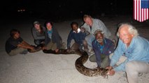 Florida hires Indian snake wranglers to catch invasive Burmese pythons