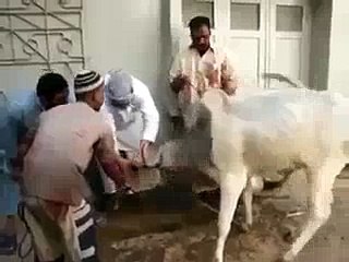 Out of Control Bull Very Very Funny