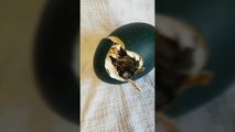 Emu egg hatches after being purchased through eBay