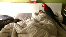 Parrot wakes up owner every morning for kisses
