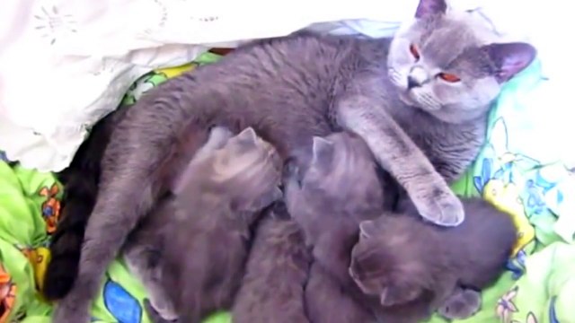 Кошки и люди Почему кошки топчут лапками