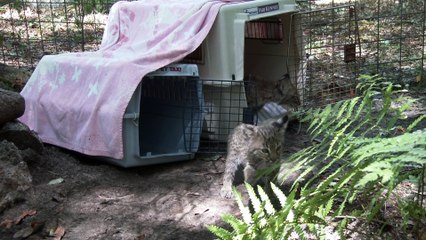 How You Can Help Orphaned Baby Bobcats