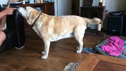 who says you can't teach an old dog a new trick?