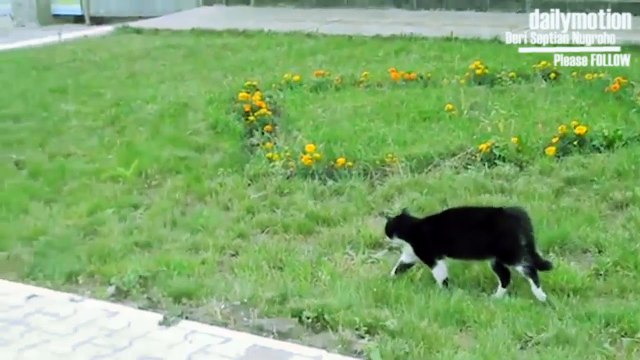 Battle Cat VS Dog ?! What Cats is WIN !!