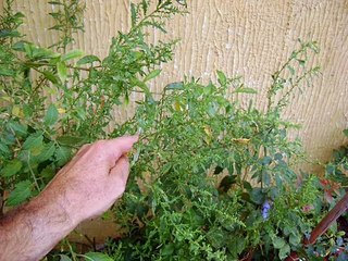 Remédio Caseiro para batidas e dores musculares.