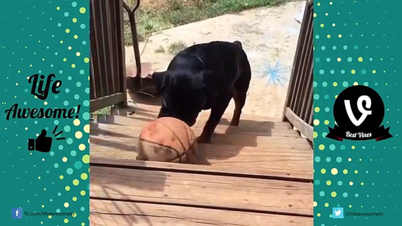 TRY NOT TO LAUGH or GRIN - Funny DOGS Fails Compilation 2016 || by Life Awesome