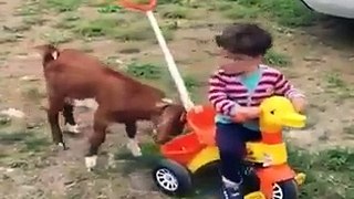 Child Playing With Goat funny whatsapp video 2017