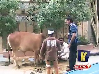 Cow Kicked a Child Funny Scene