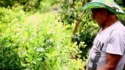 Colombie: futur sans les FARC, les cultivateurs de coca inquiets