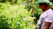 Colombie: futur sans les FARC, les cultivateurs de coca inquiets