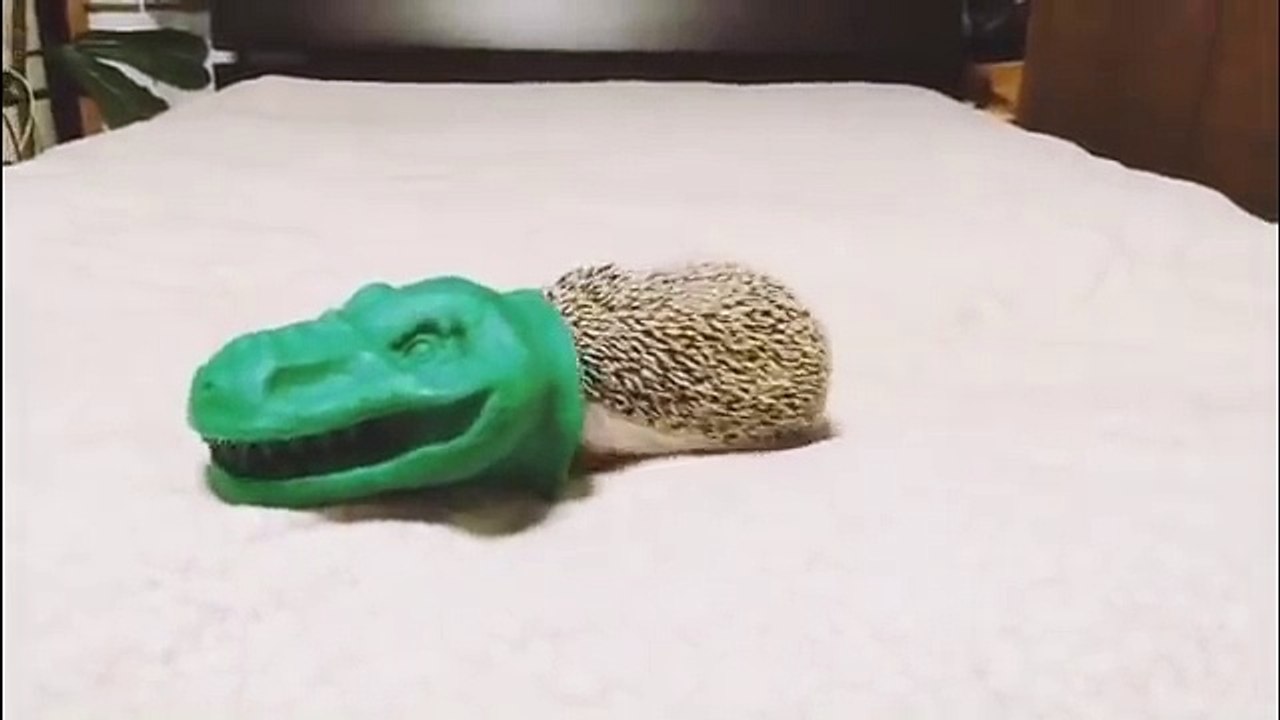 Un hérisson se cache dans un gant de cuisson en forme de crocodile !