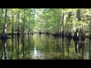 Brief Beautiful Video of Louisiana Swamp Teaches Powerful Lesson on Government