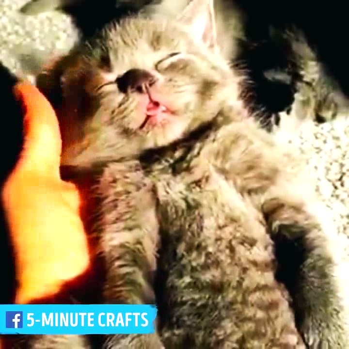[5-Minute Crafts] 5 week old kitten