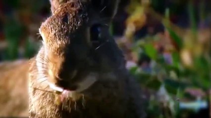 Most epic - Hunting, Rabbit Attack - animals