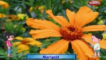 Marigold Rhyme | Flower Rhymes for Children | Nursery Rhymes for Kids | Most Popular Rhymes HD