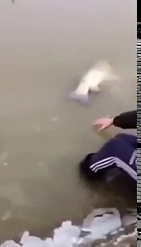 Приколы для взрослых 18 2017 Рыбаки упустили гиганта