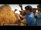 Si Doc Nielsen, napasabak sa panggagamot ng camel | Born to be Wild