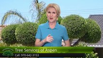 Aspen Removing a Tree – Tree Services of Aspen Terrific 5 Star Review