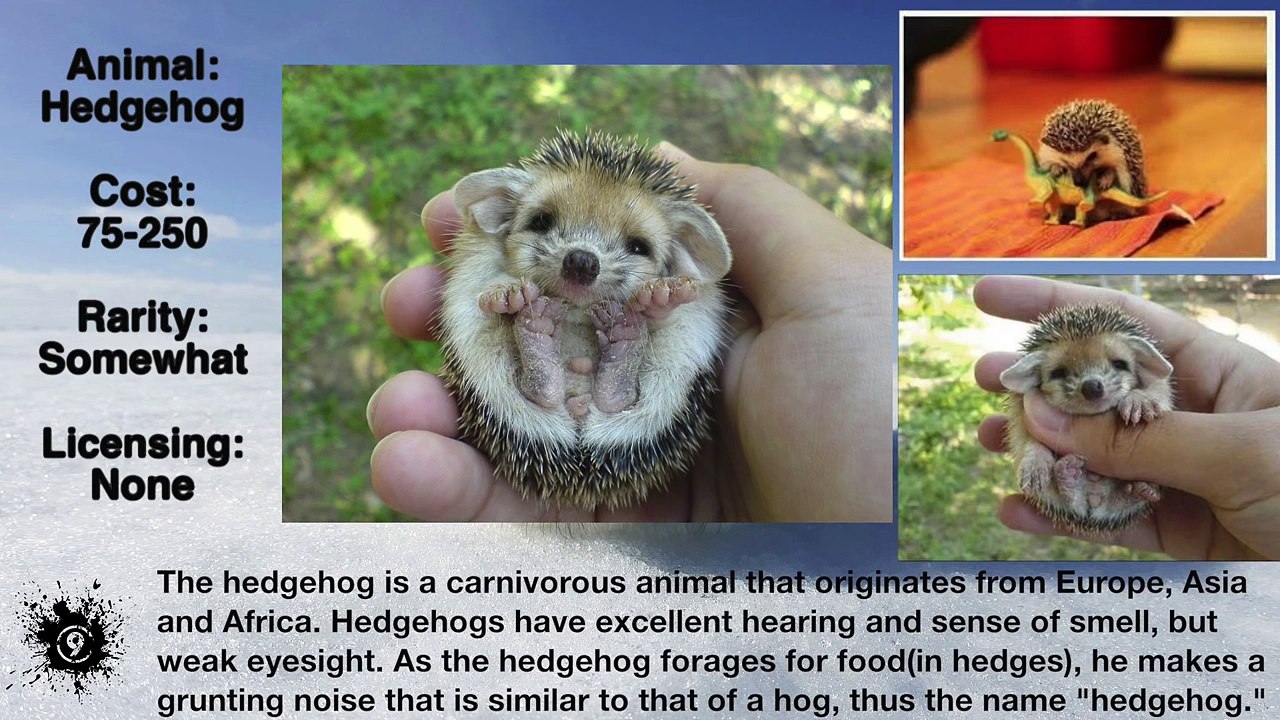 Top 10 Cutest Pets