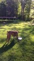 So cute puppy dog playing with water! Adorable animal