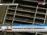 BT: Stink bugs at alitangya, namerwisyo