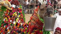 Camel and Horse Dancing at The Yearly Nagaur Cattle Fair in Rajasthan, India