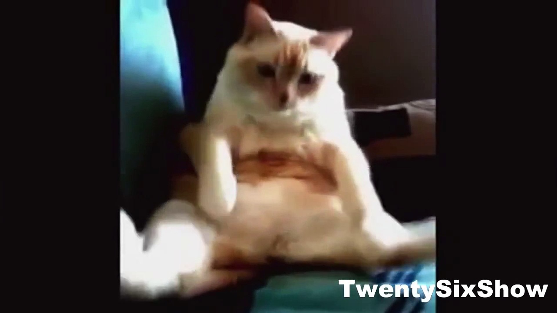 ⁣Самые Смешные Животные  Funniest Animals