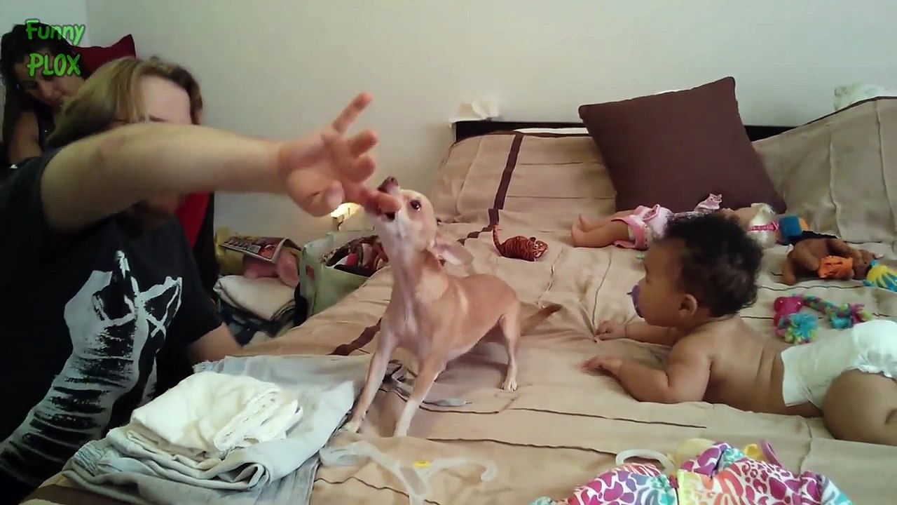 Funny Dogs Protecting Babies Compilation 2015