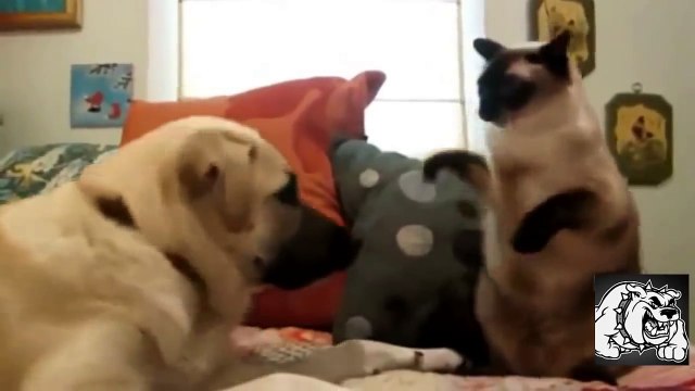 Смешная видео подборка с животными! Апрель 2015! Funny video compilation with animals! April 2015!