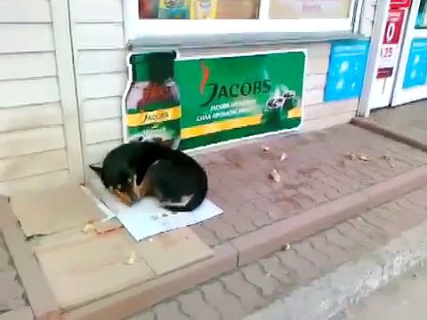 Собачья жизнь