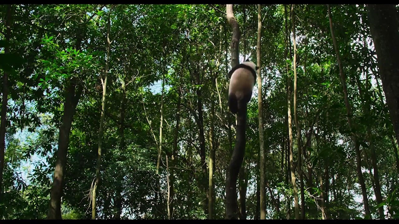 NÉS EN CHINE Bande Annonce VF (Disney, 2017)